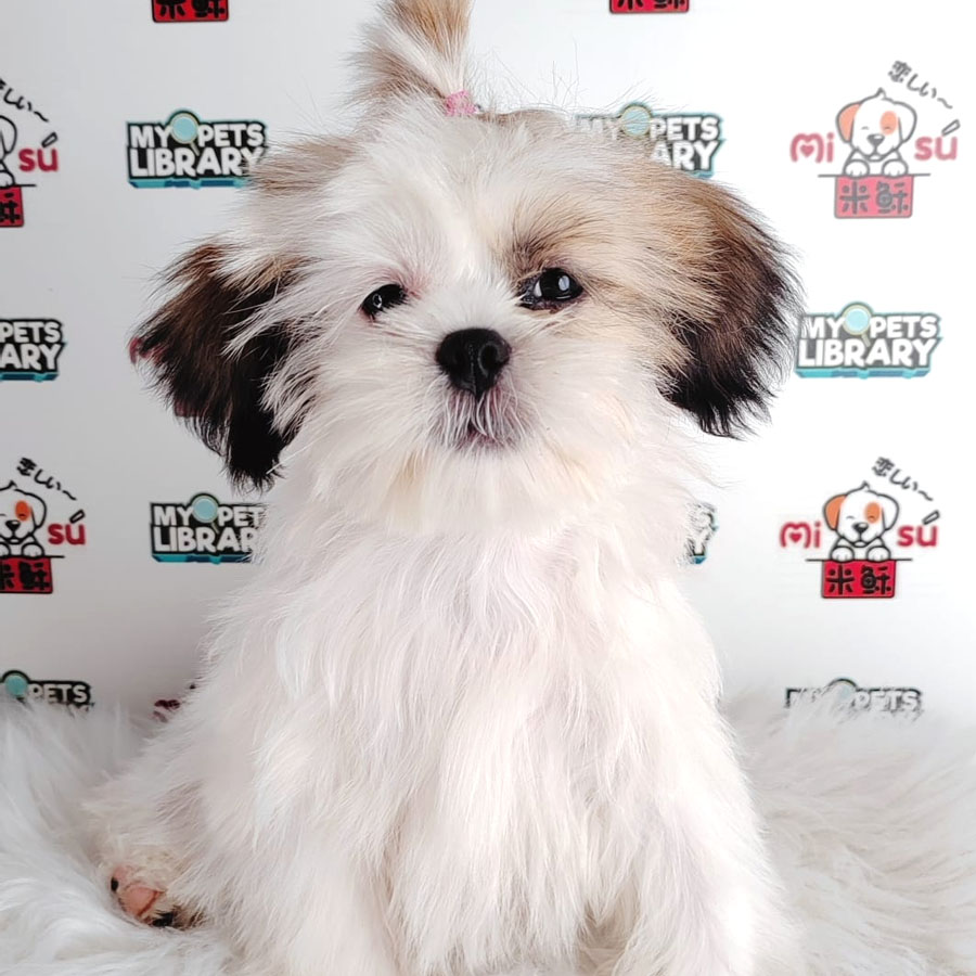 Shih Tzu Puppy (Female) For Sale