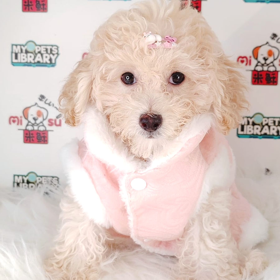 Tiny Poodle Puppy (Male) For Sale