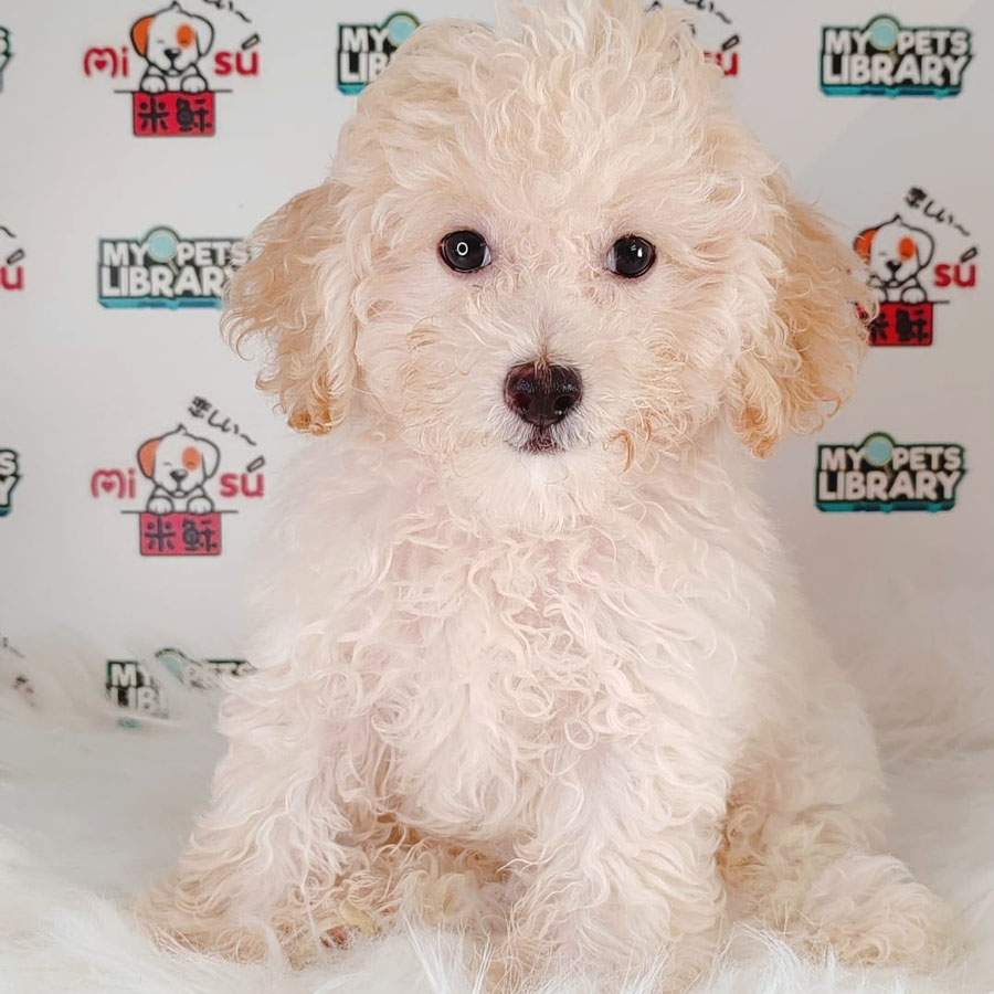 Tiny Poodle Puppy (Male) For Sale