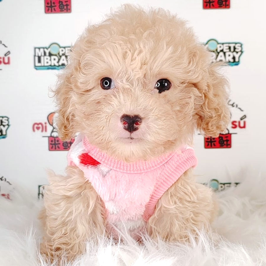 Tiny Poodle Puppy (Male) For Sale