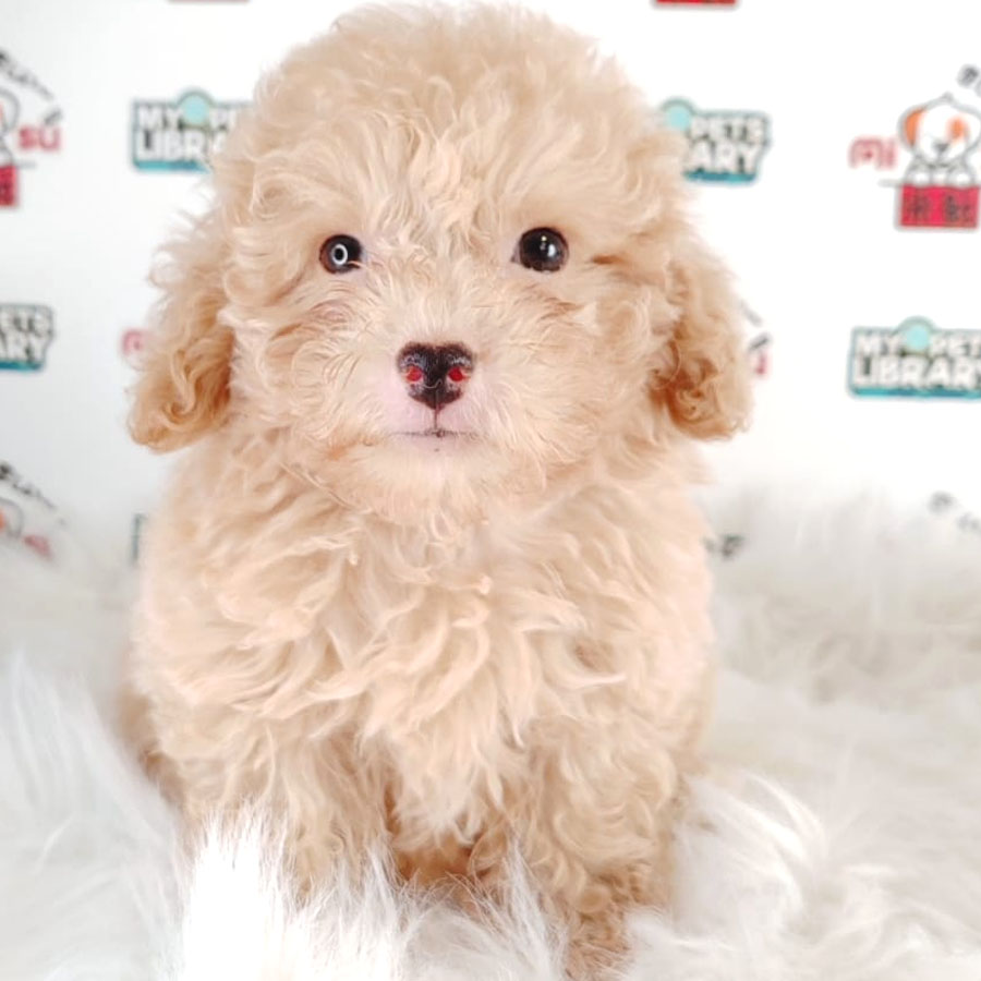 Tiny Poodle Puppy (Male) For Sale