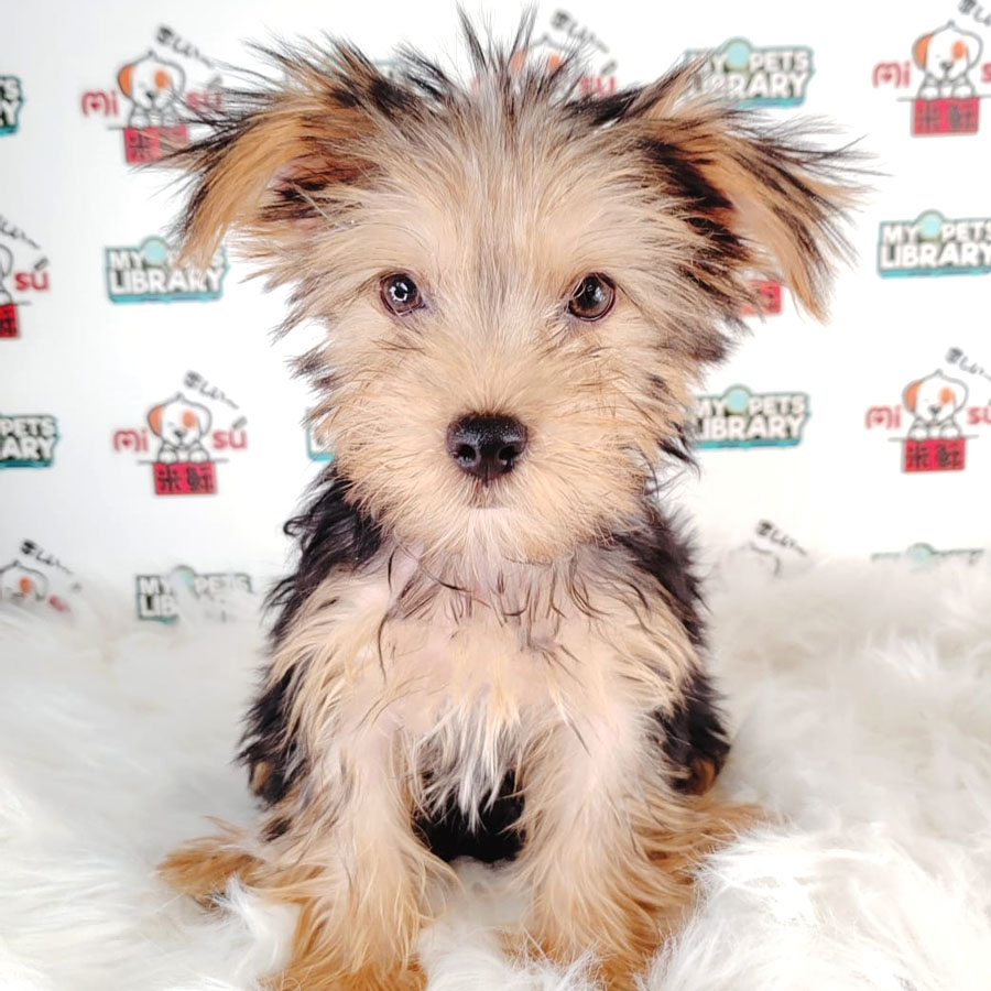 Silky Terrier Puppy (Male) For Sale