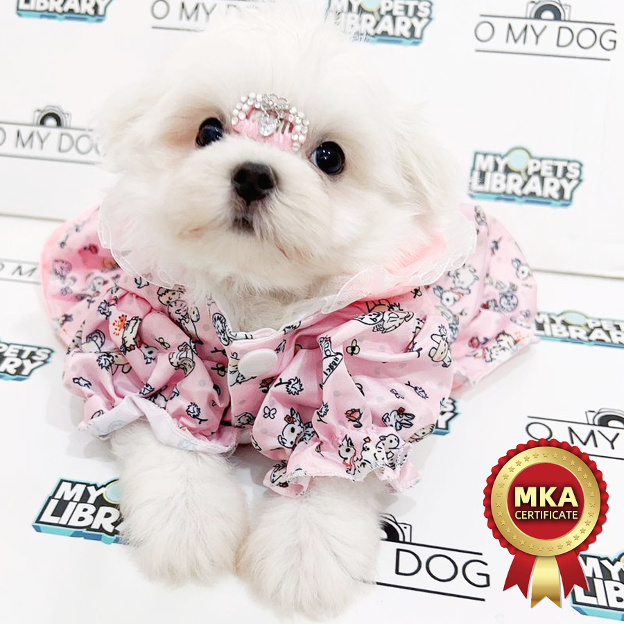 MKA Tiny Maltese Puppy (Female) For Sale
