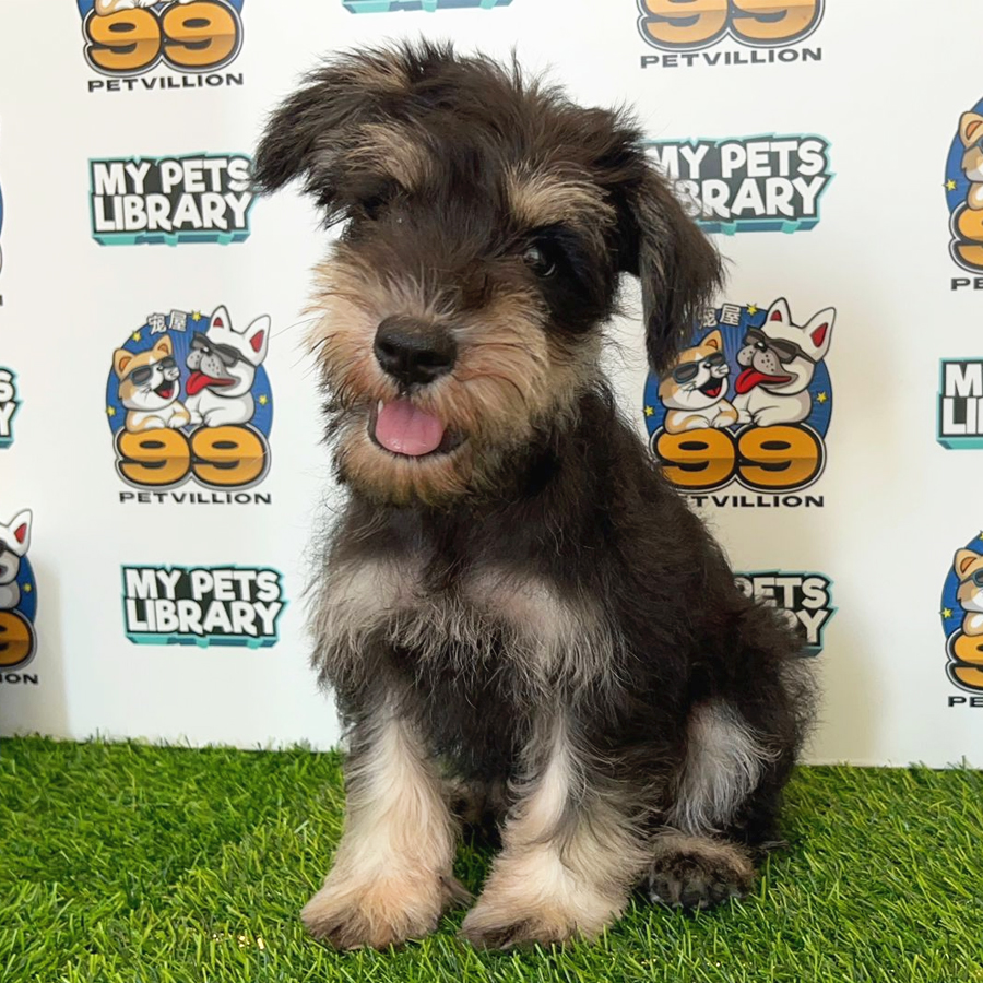 Schnauzer Puppy (Male) For Sale