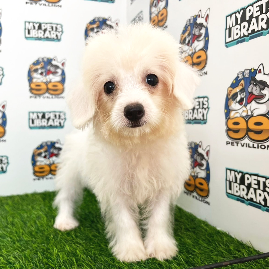 Maltipoo Puppy (Female) For Sale