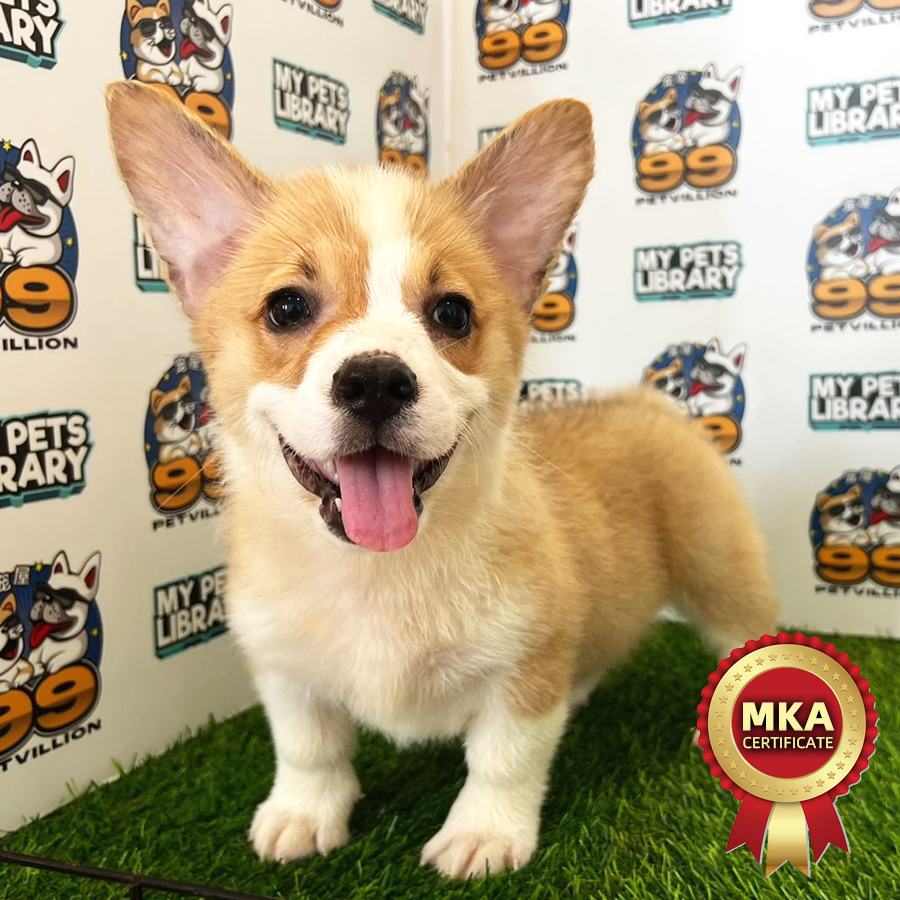 MKA Welsh Corgi Puppy (Male) For Sale