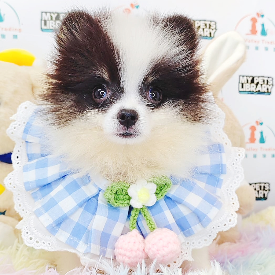 Pomeranian Puppy (Female) For Sale