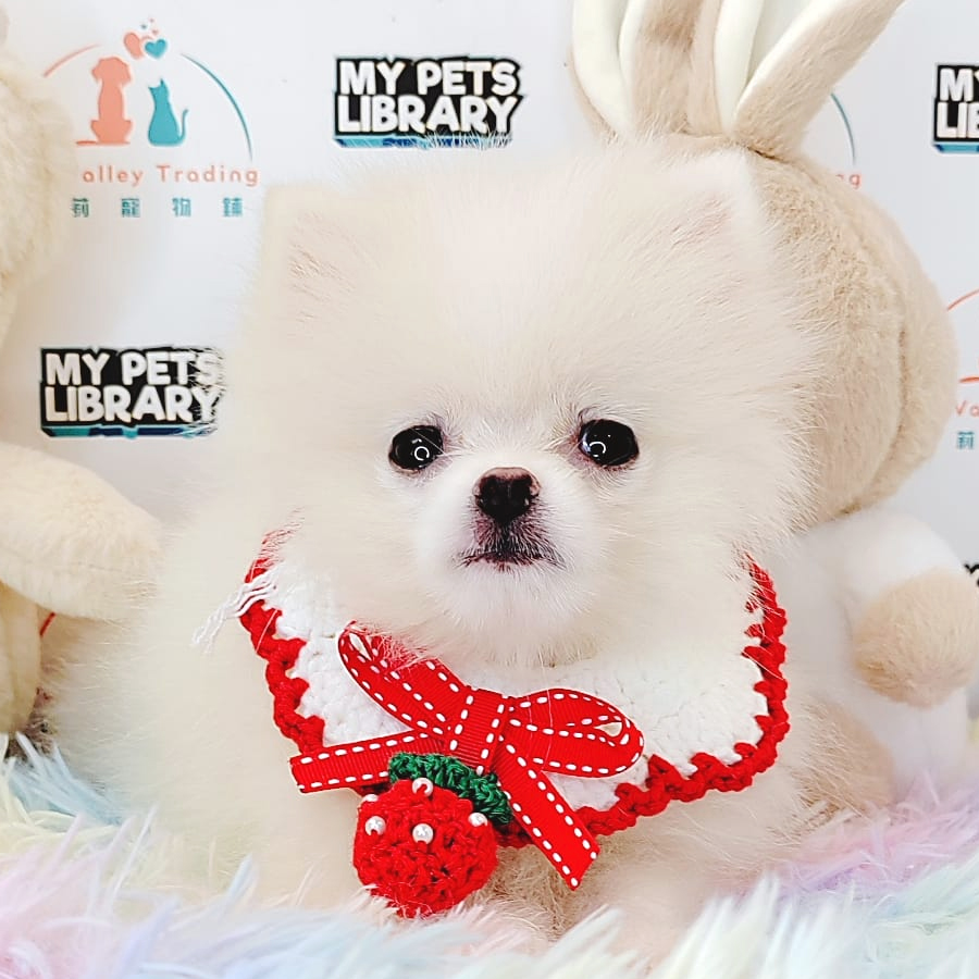 Pomeranian Puppy (Female) For Sale
