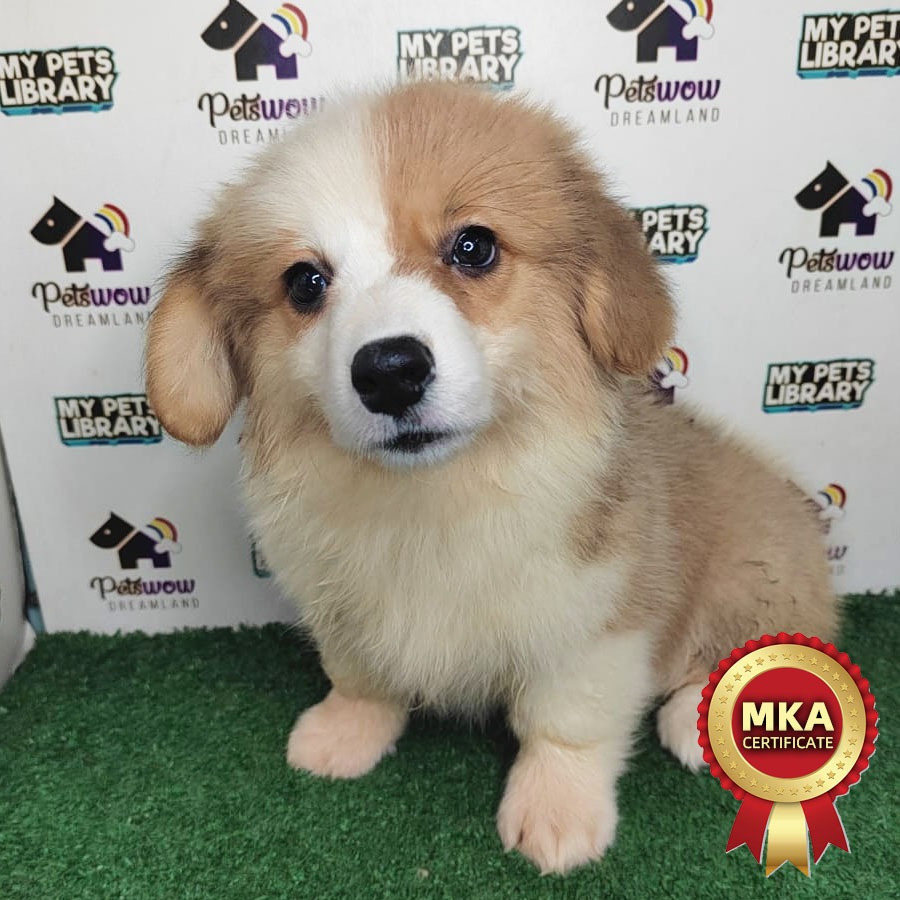 MKA Welsh Corgi Puppy (Female) For Sale