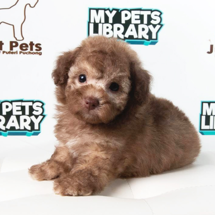 Toy Poodle Puppy (Female) For Sale