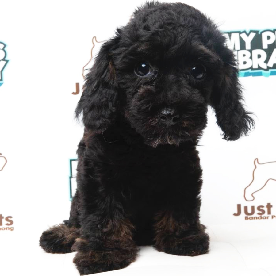 Toy Poodle Puppy (Male) For Sale