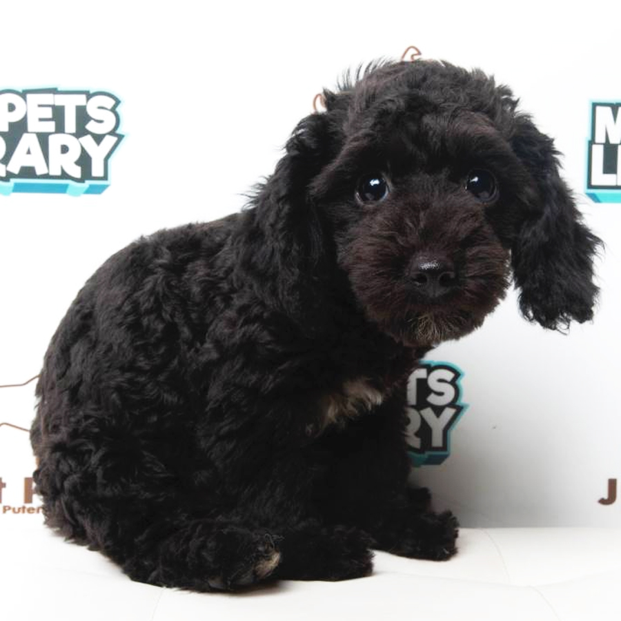 Toy Poodle Puppy (Male) For Sale
