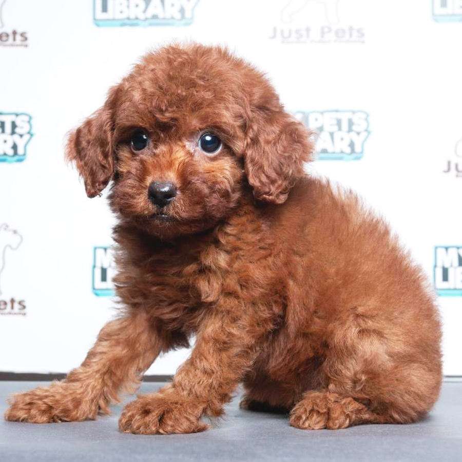 Toy Poodle Puppy (Female) For Sale
