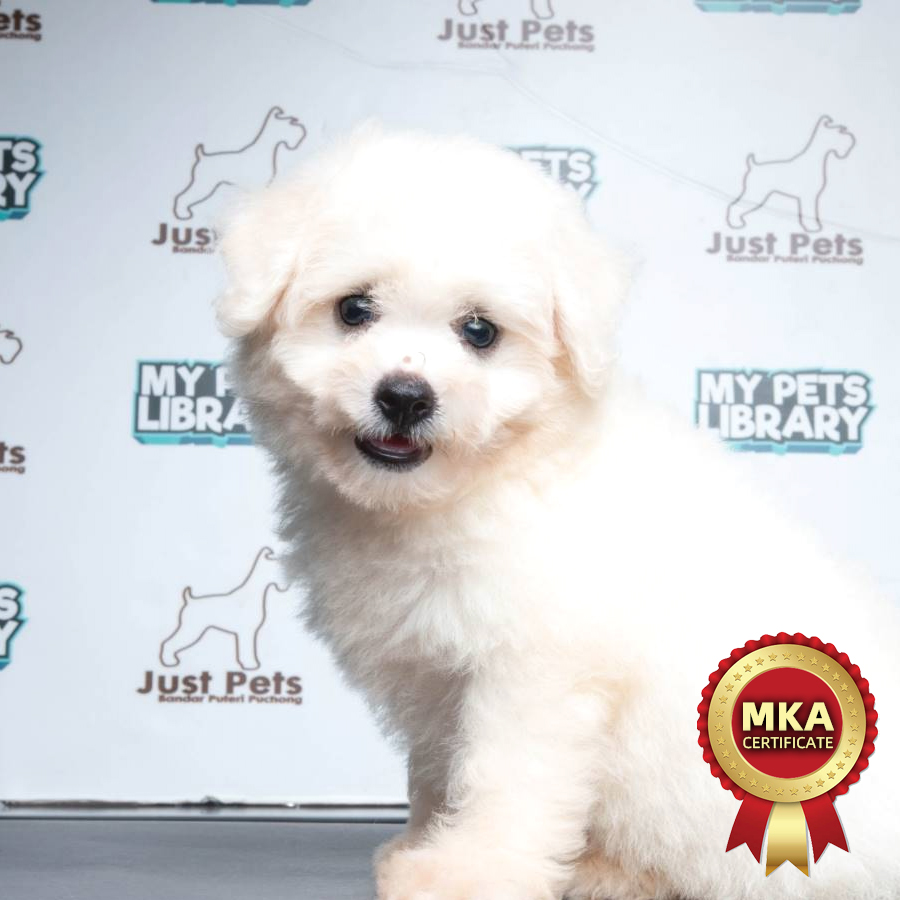 MKA Bichon Frise Puppy (Female) For Sale