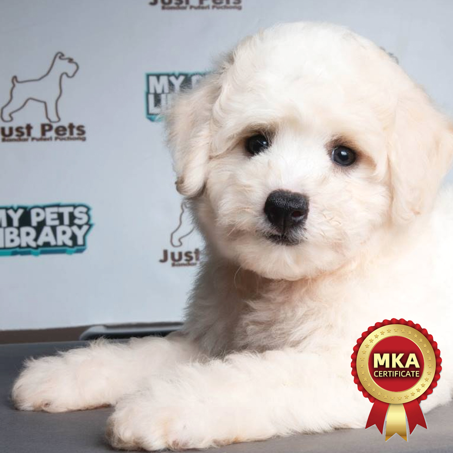 MKA Bichon Frise Puppy (Male) For Sale