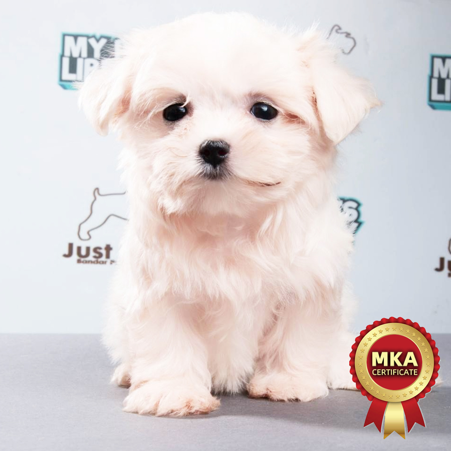 MKA Tiny Maltese Puppy (Male) For Sale