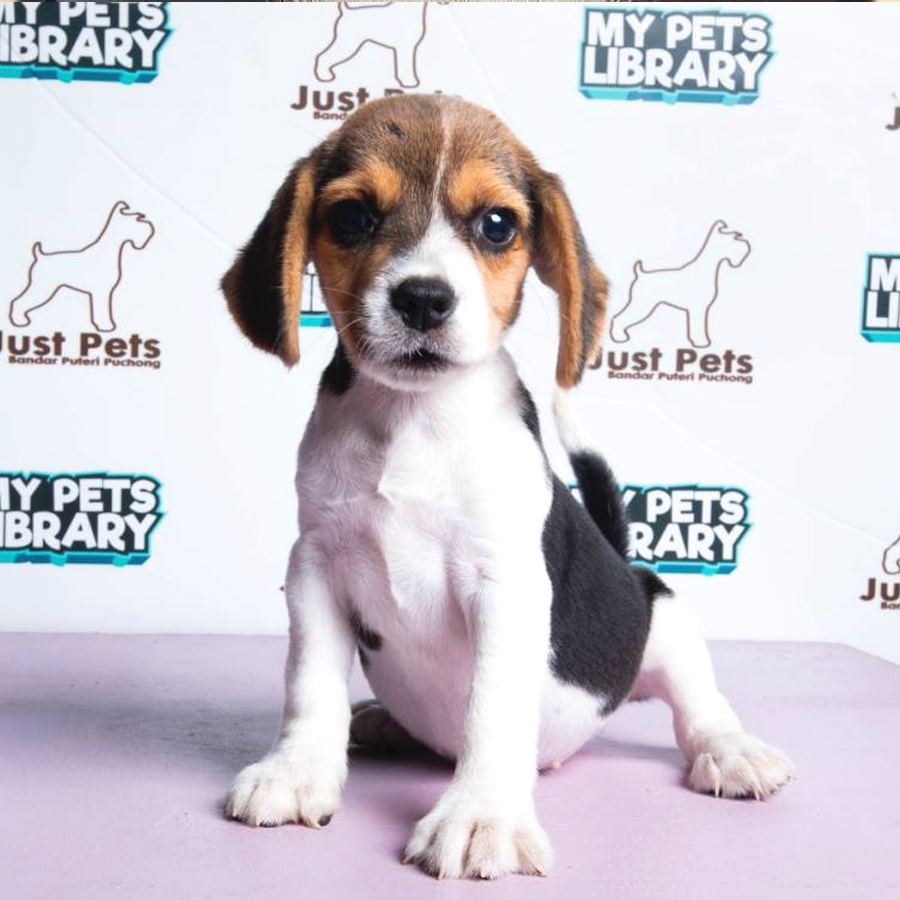 Beagle Puppy (Female) For Sale