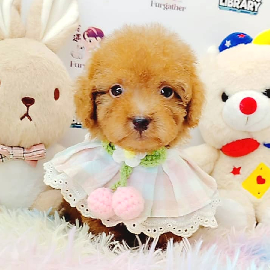 Toy Poodle Puppy (Female) For Sale