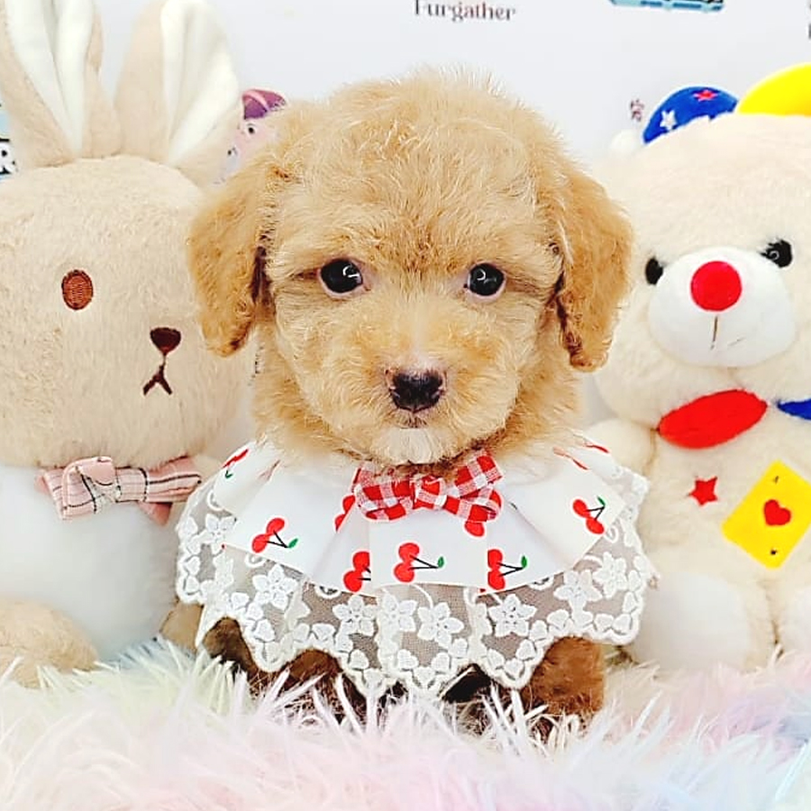 Toy Poodle Puppy (Male) For Sale