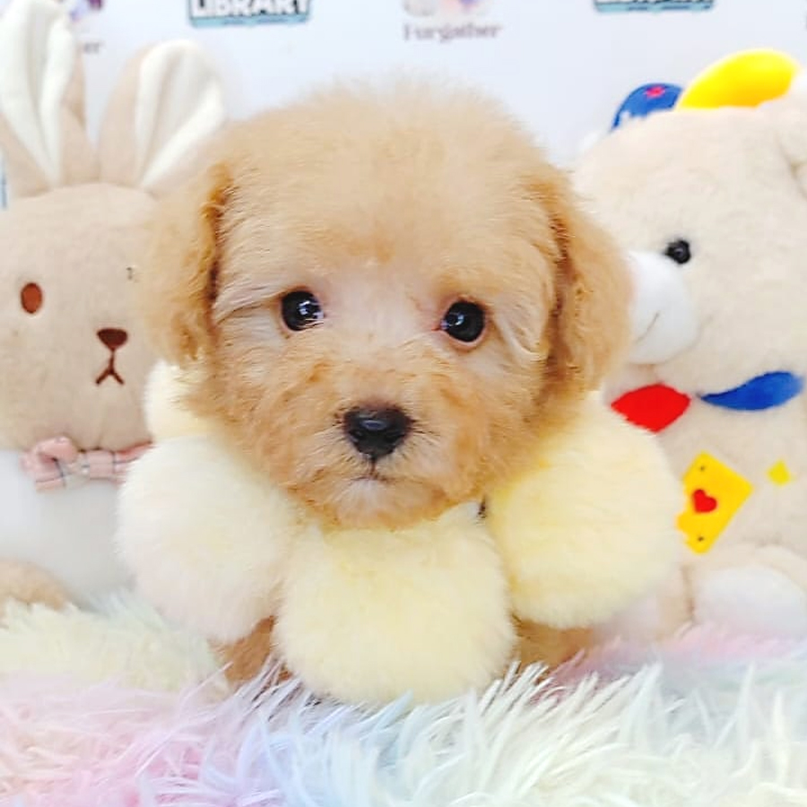 Toy Poodle Puppy (Male) For Sale