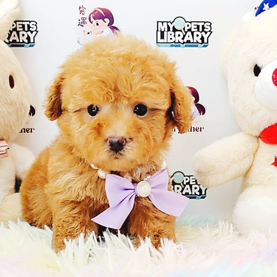 Toy Poodle Puppy (Male) For Sale