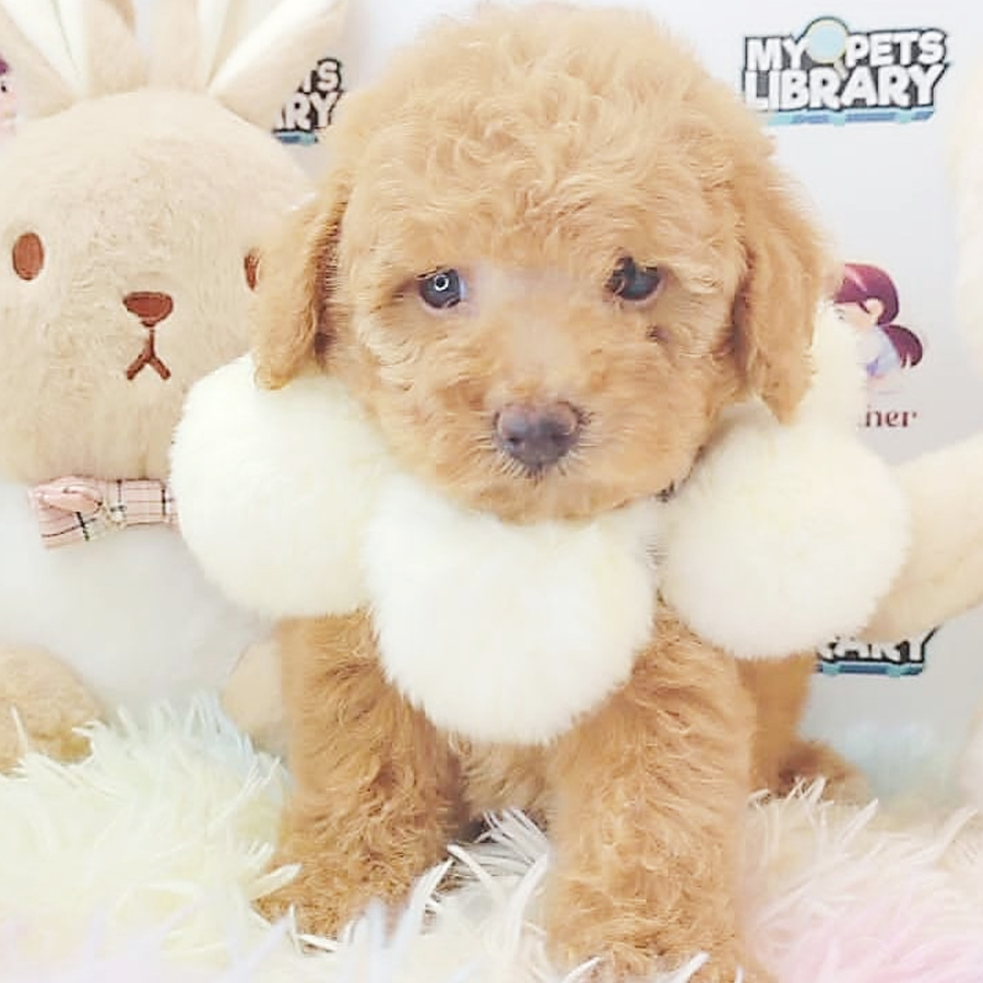 Toy Poodle Puppy (Female) For Sale