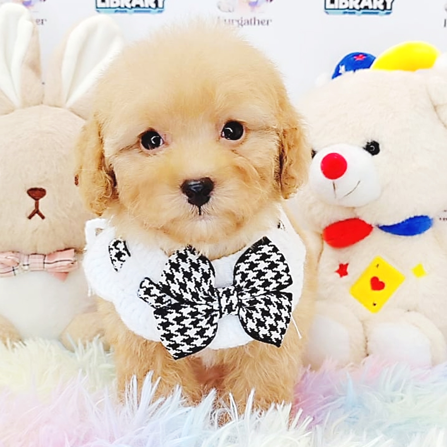 Toy Poodle Puppy (Female) For Sale