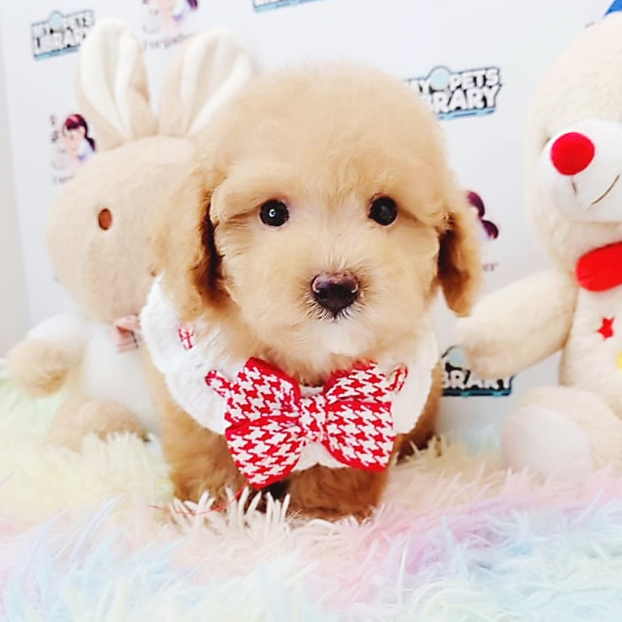 Toy Poodle Puppy (Male) For Sale