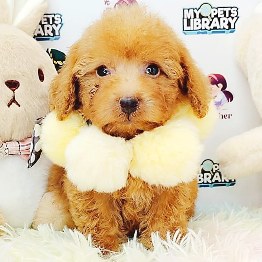 Toy Poodle Puppy (Male) For Sale