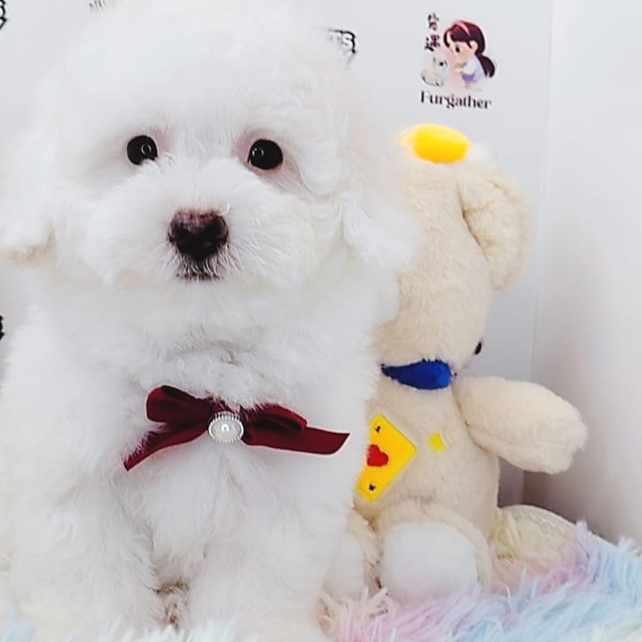 Toy Poodle Puppy (Female) For Sale