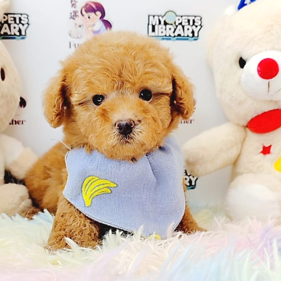 Toy Poodle Puppy (Male) For Sale