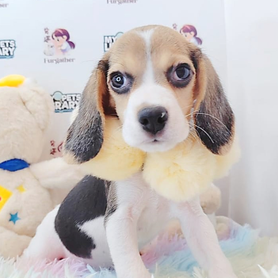 Beagle Puppy (Female) For Sale