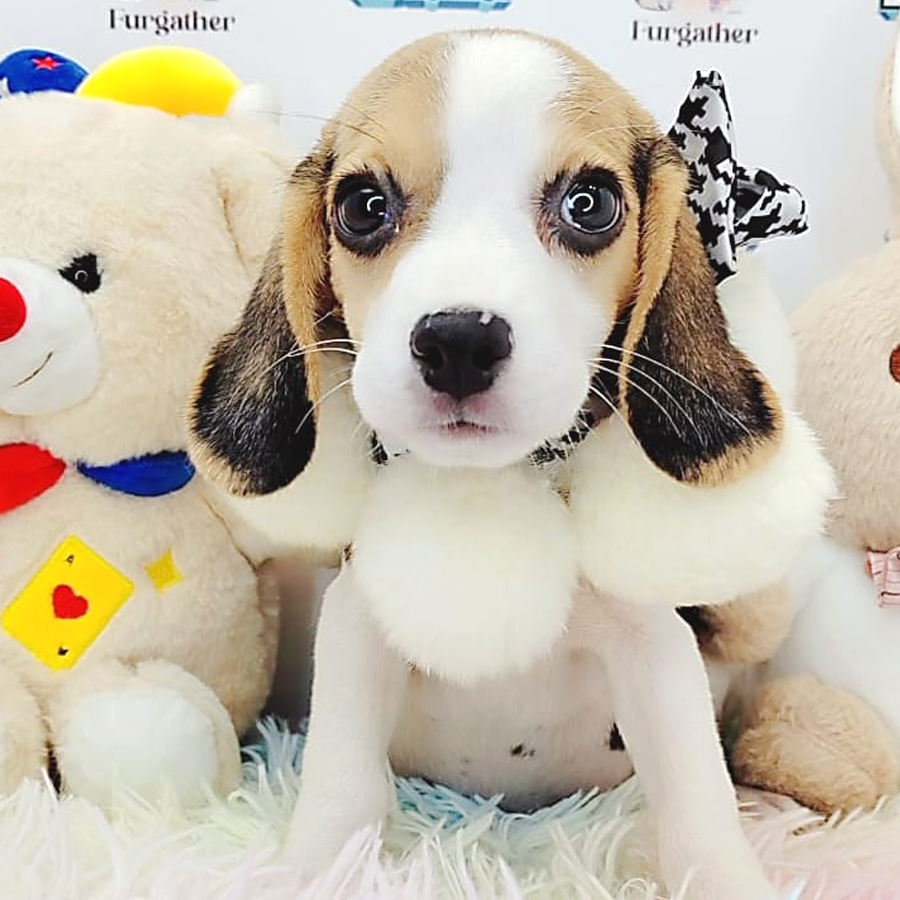 Beagle Puppy (Female) For Sale