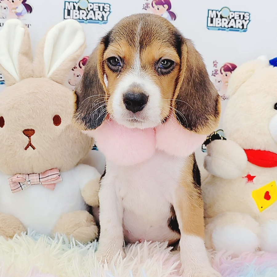 Beagle Puppy (Male) For Sale