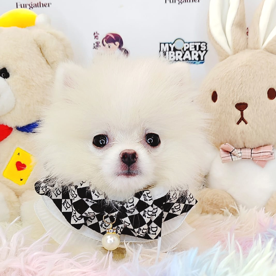 Pomeranian Puppy (Female) For Sale