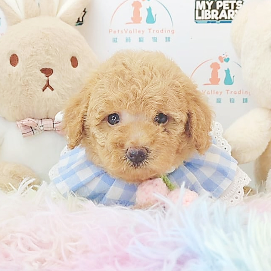 Toy Poodle Puppy (Female) For Sale