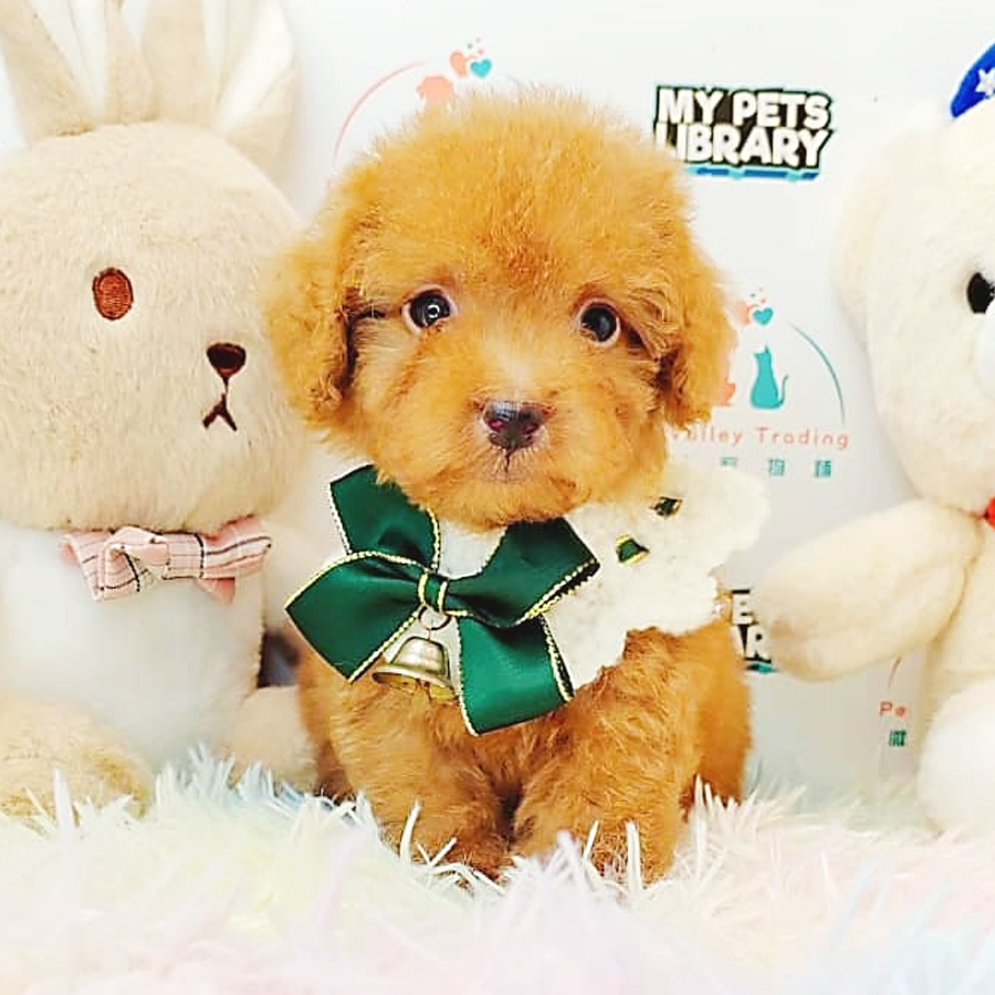 Toy Poodle Puppy (Male) For Sale