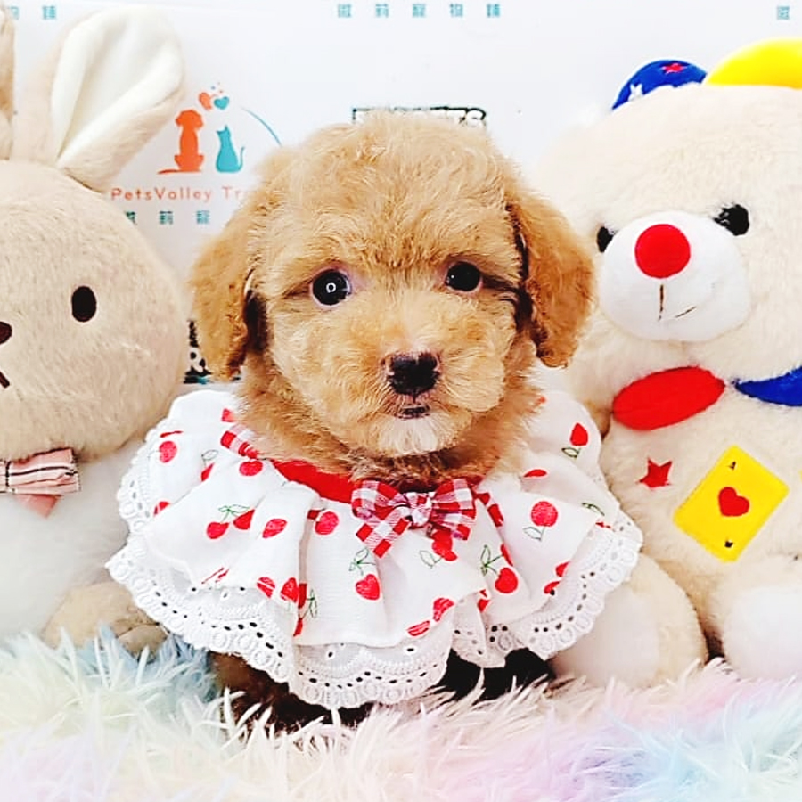 Toy Poodle Puppy (Male) For Sale