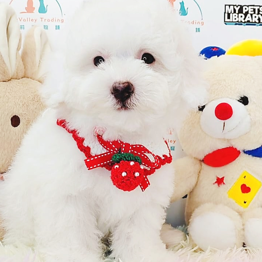 Toy Poodle Puppy (Female) For Sale