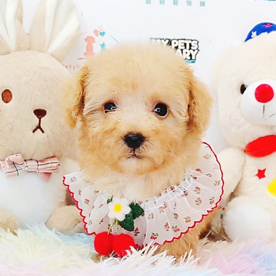Tiny Poodle Puppy (Male) For Sale