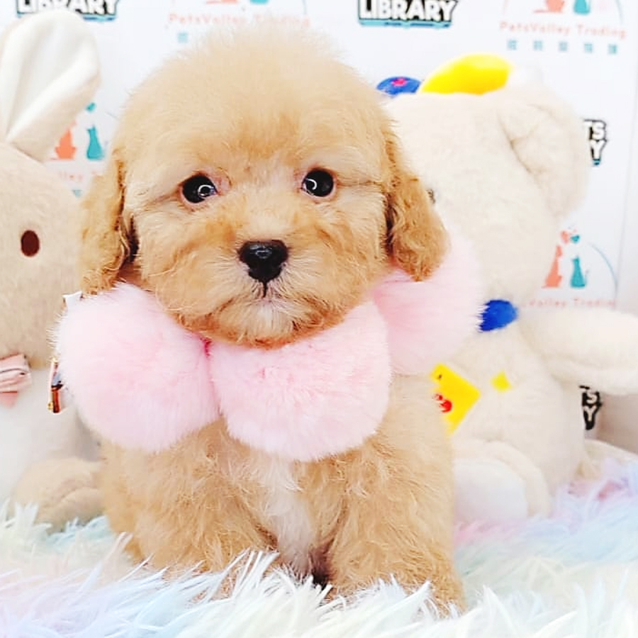 Tiny Poodle Puppy (Male) For Sale