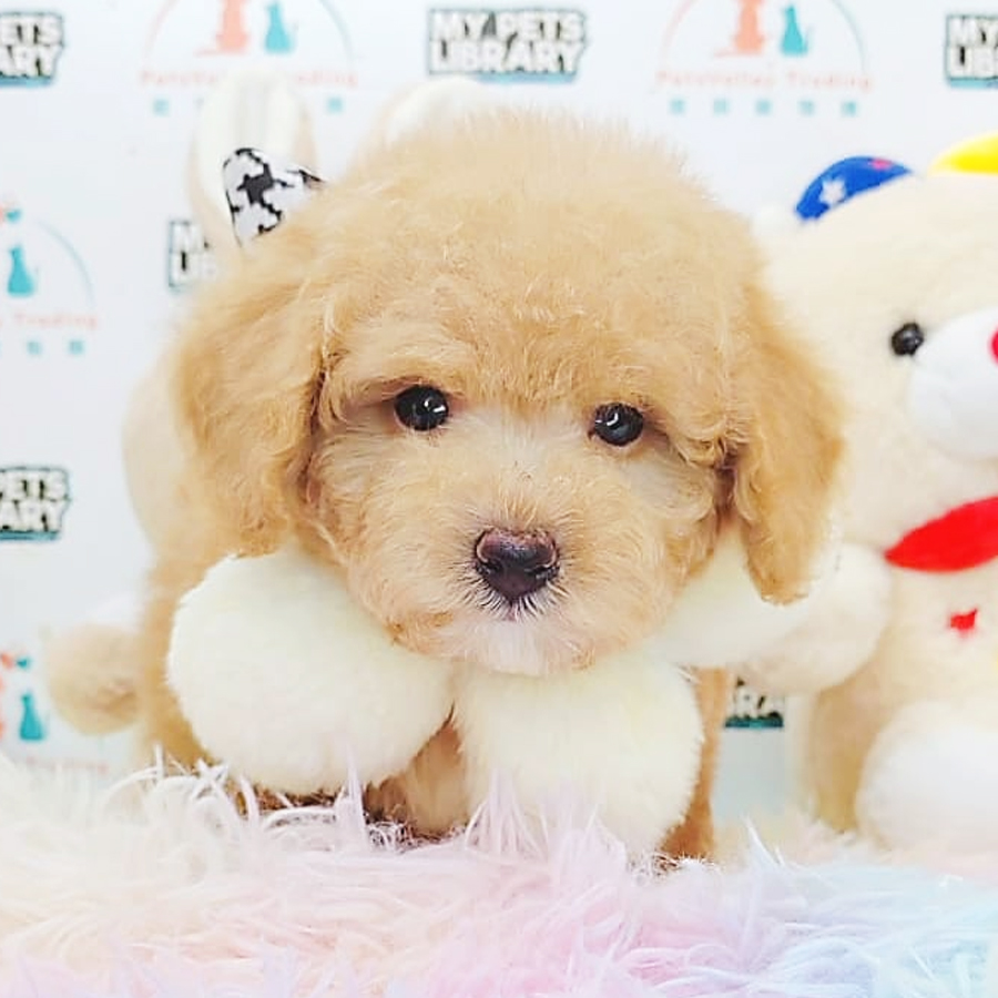 Tiny Poodle Puppy (Male) For Sale