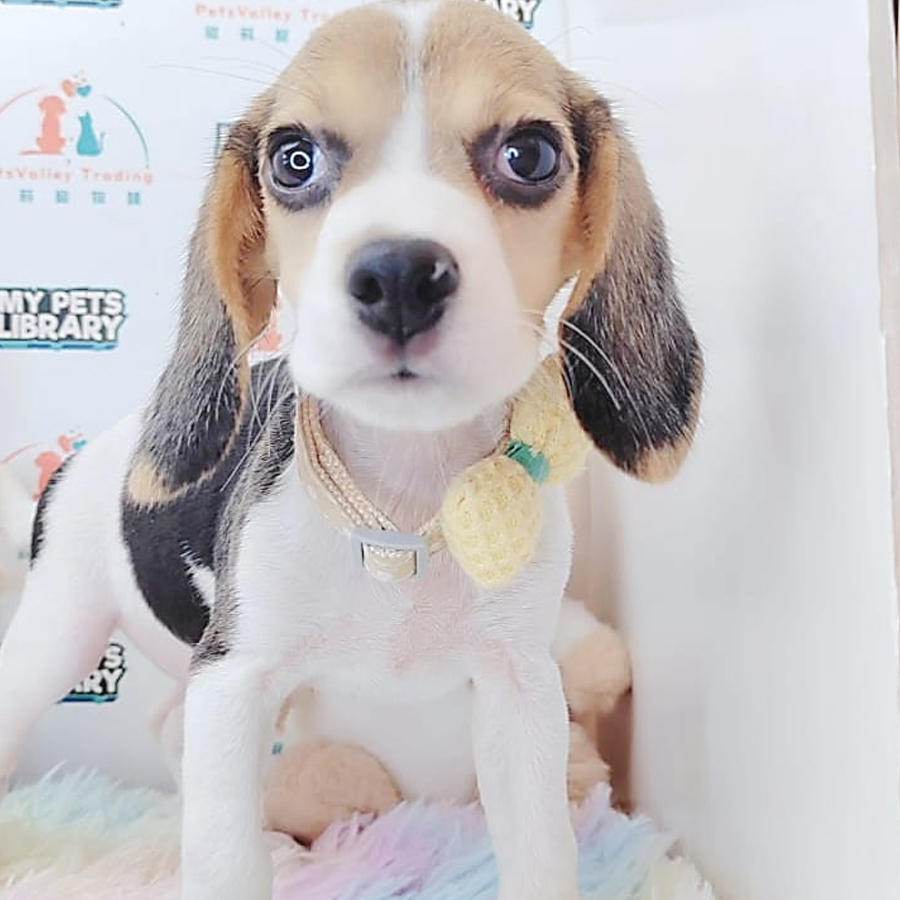 Beagle Puppy (Female) For Sale