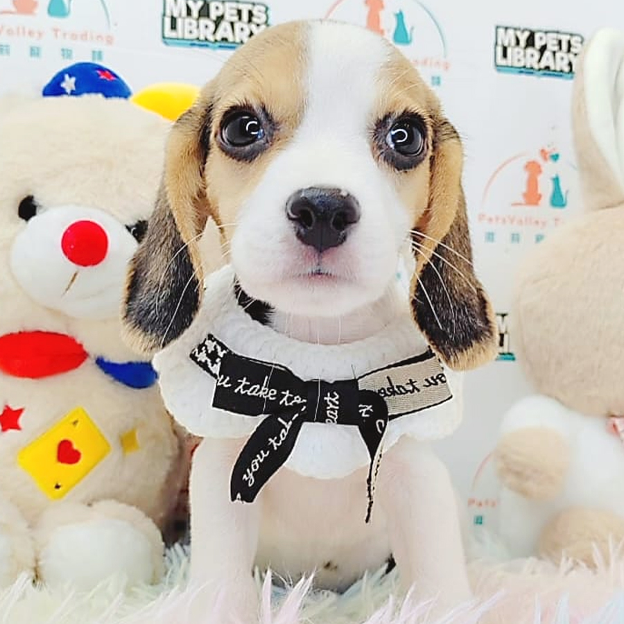 Beagle Puppy (Female) For Sale