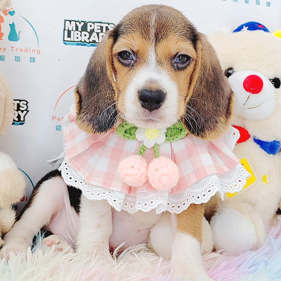 Beagle Puppy (Male) For Sale