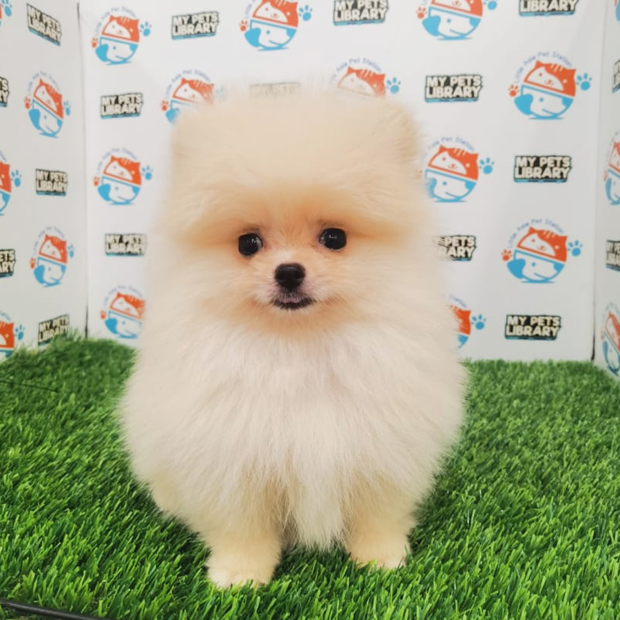 Pomeranian Puppy (Female) For Sale