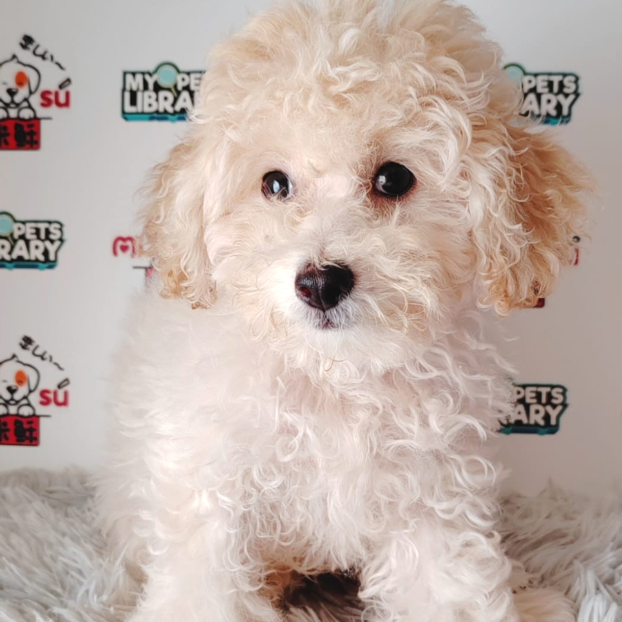 Tiny Poodle Puppy (Male) For Sale