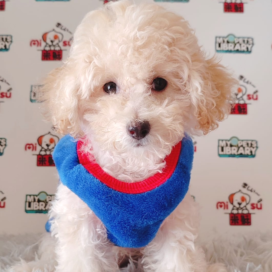 Tiny Poodle Puppy (Male) For Sale