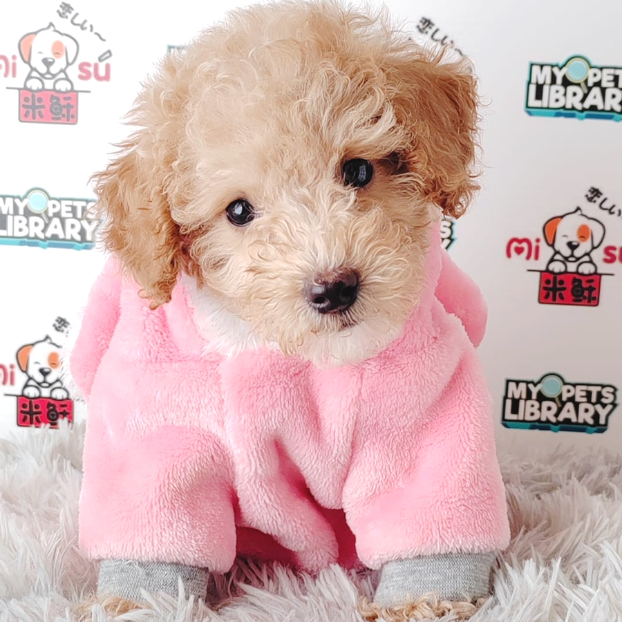 Tiny Poodle Puppy (Male) For Sale