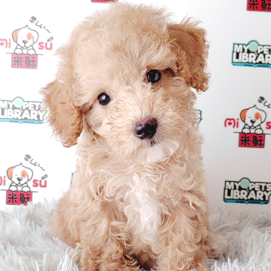 Tiny Poodle Puppy (Male) For Sale